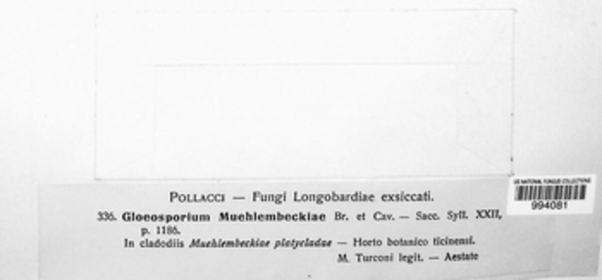 Gloeosporium muehlenbeckiae image